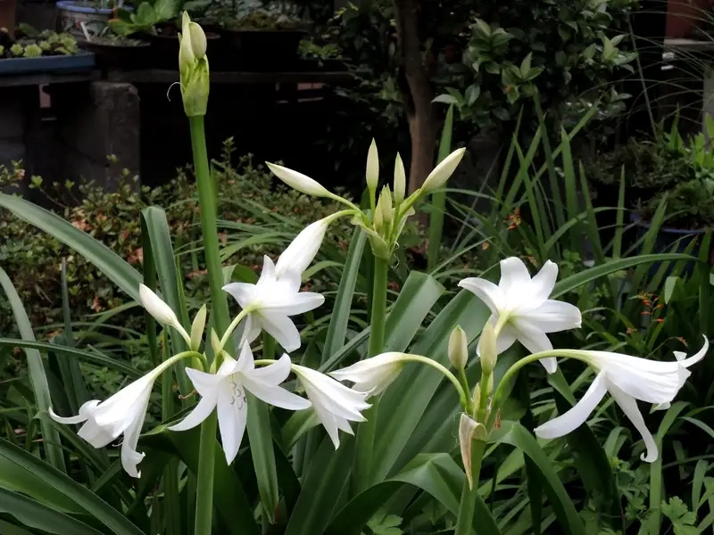 Khám phá ảnh cây trinh nữ hoàng cung đẹp tự nhiên và sống động