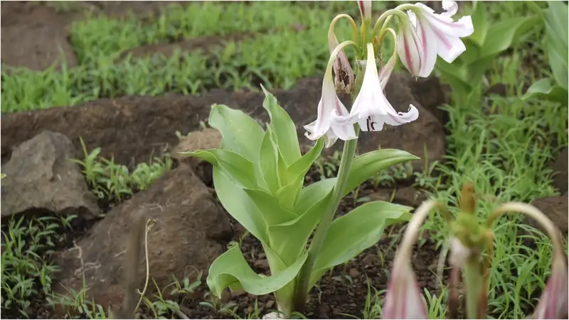 Kinh nghiệm sử dụng cây trinh nữ hoàng cung