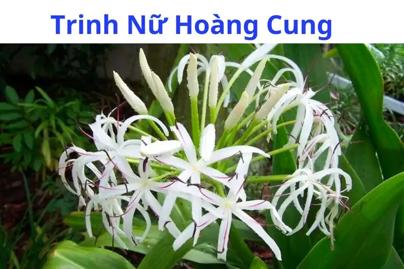 Học cách phân biệt cây trinh nữ hoàng cung với các loại cây khác