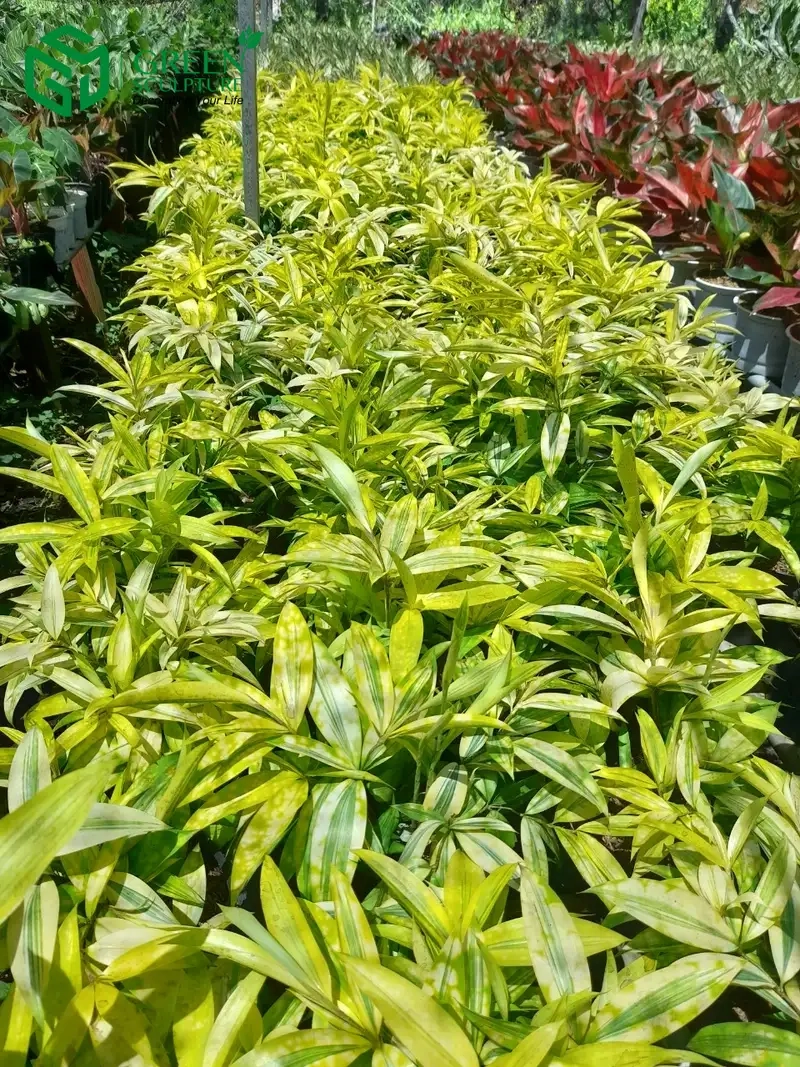 Tìm hiểu ý nghĩa của cây trúc nhật mang lại may mắn cho gia đình