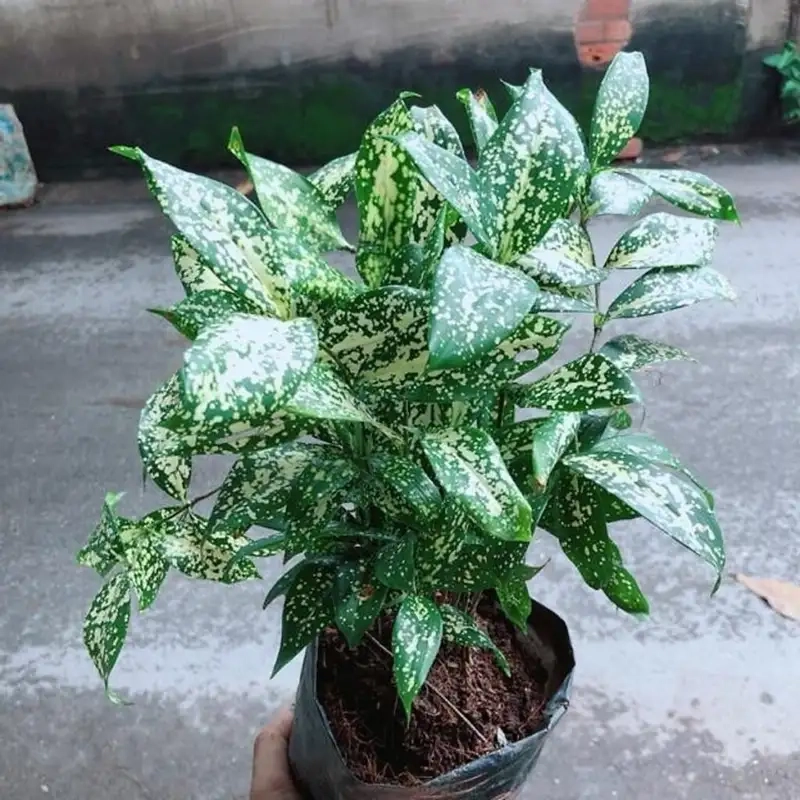 Chăm sóc trúc nhật để cây luôn xanh tươi và phát triển tốt