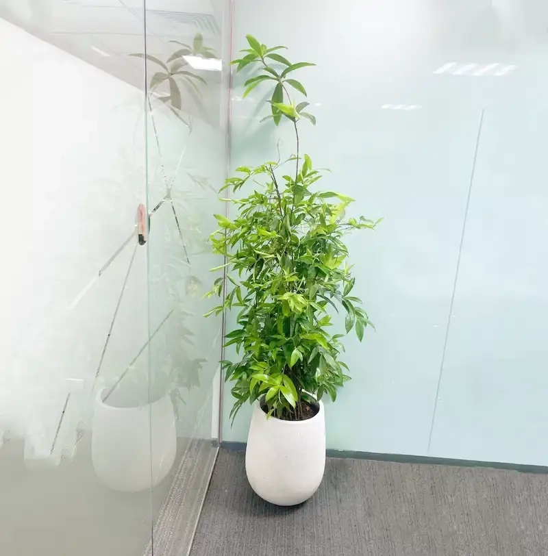 Kinh nghiệm chăm sóc Cây trúc nhật luôn xanh tươi