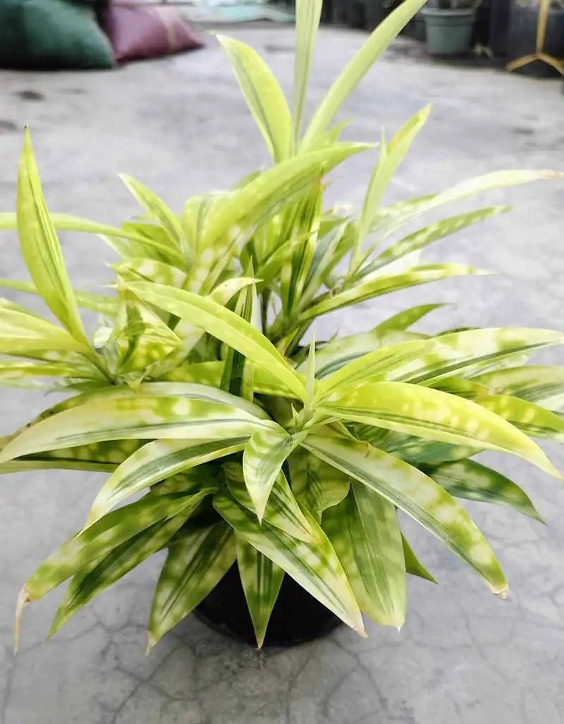 Cây trúc nhật mang vẻ đẹp xanh tươi cho không gian sống