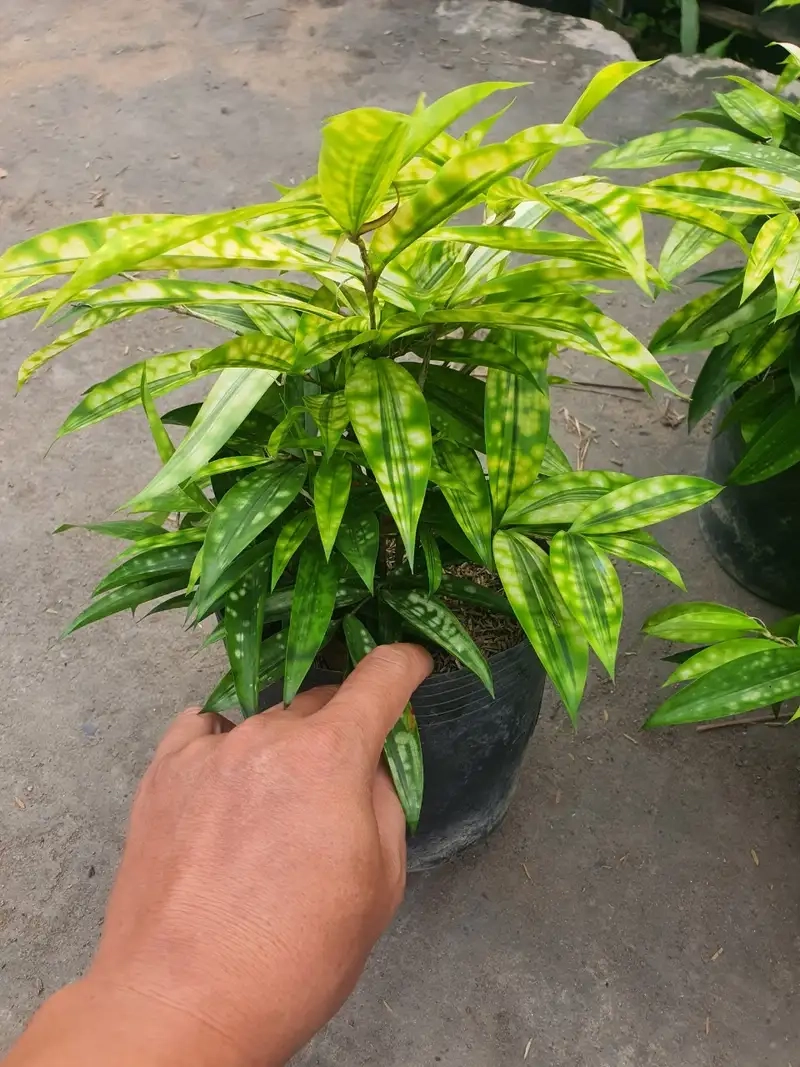 Khám phá hinh anh cay truc nhat đẹp cho trang trí nhà