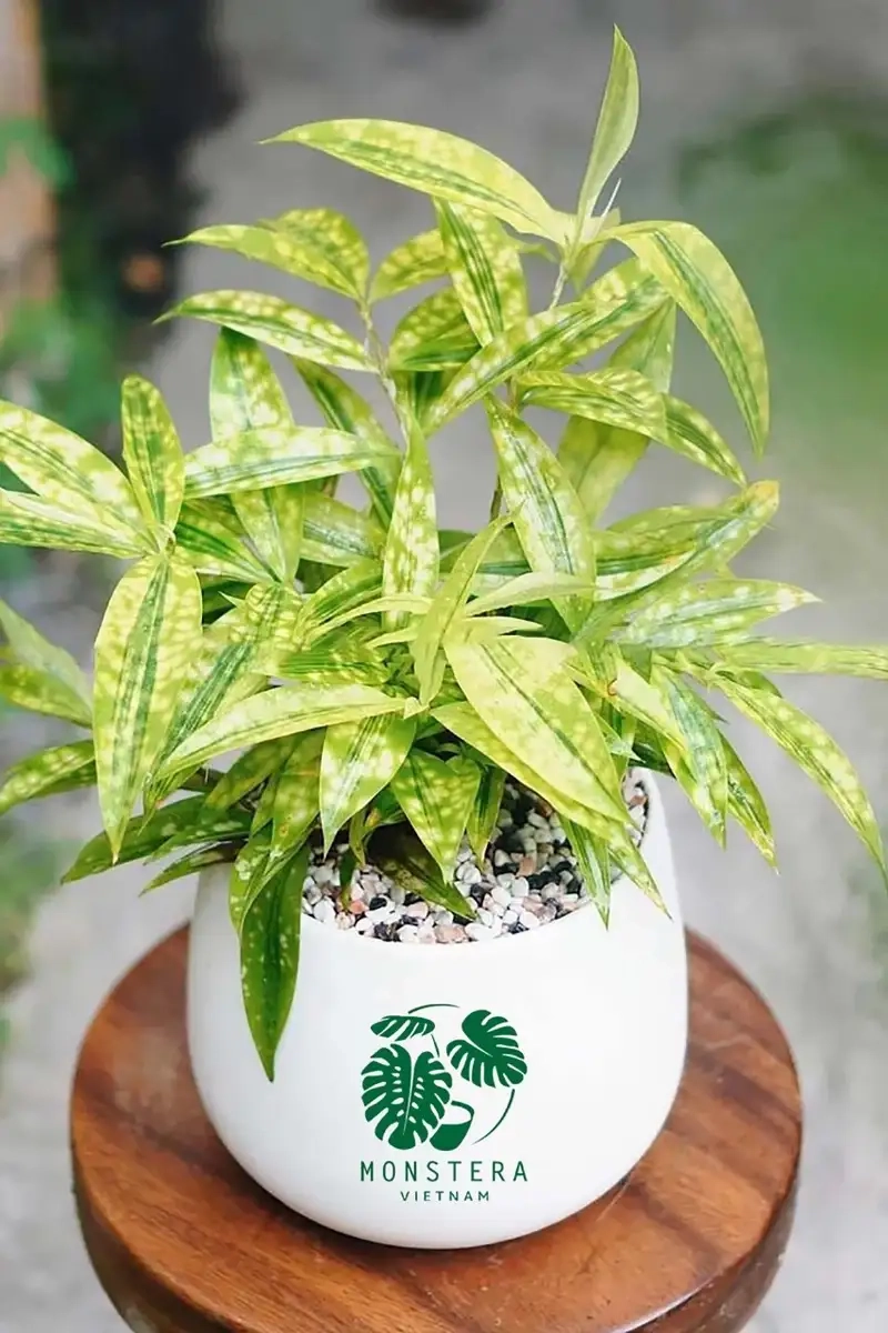 Hướng dẫn trồng cây trúc nhật trong nhà đơn giản và đẹp