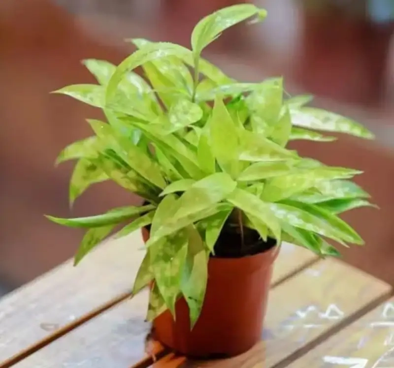 Trang trí không gian với cây cảnh trúc nhật xanh mát và sang trọng