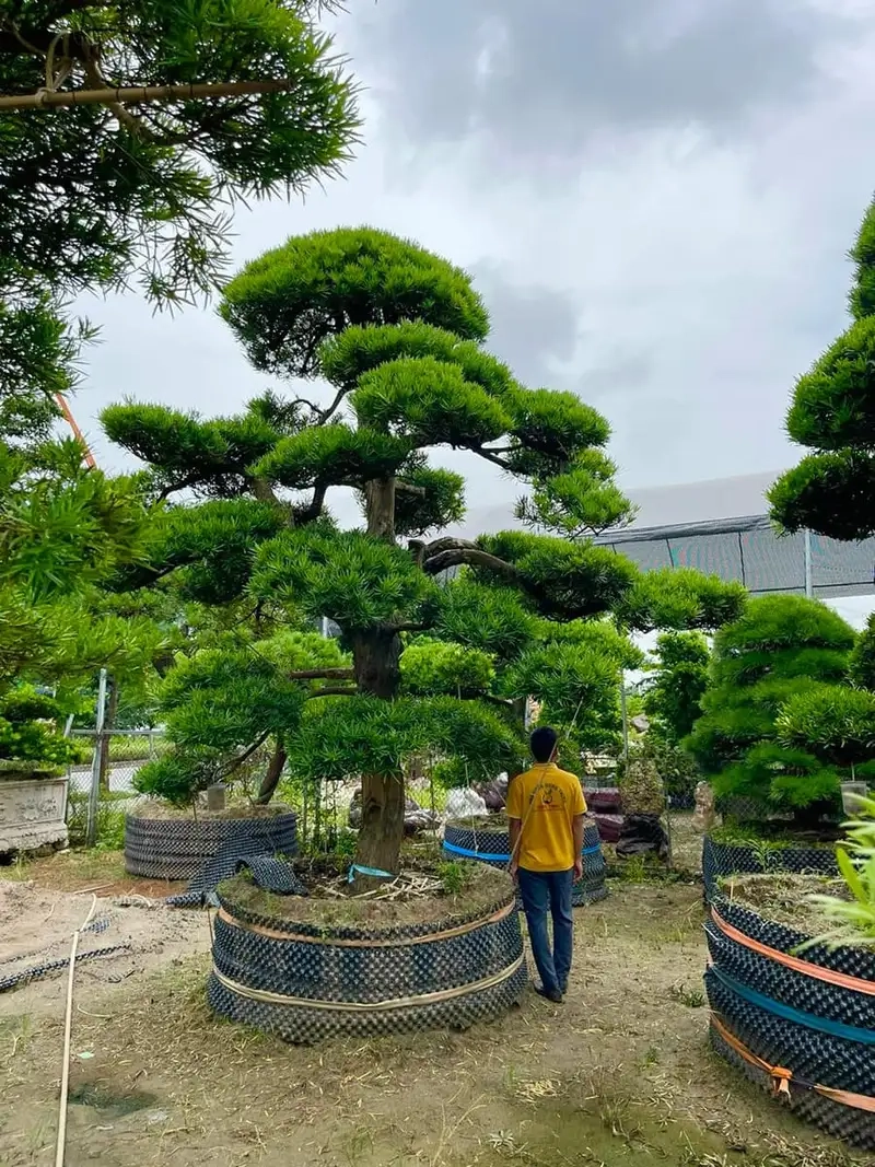 Chiêm ngưỡng hoa cây tùng la hán nở rực rỡ mùa xuân