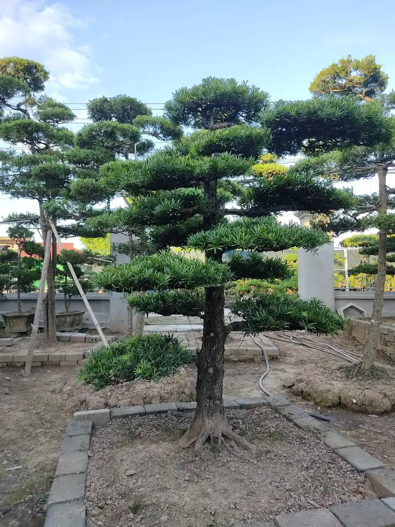 Trang trí bàn làm việc với chậu cây tùng la hán nhỏ xinh