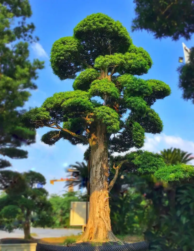 Khám phá hình ảnh tùng la hán độc đáo và ấn tượng