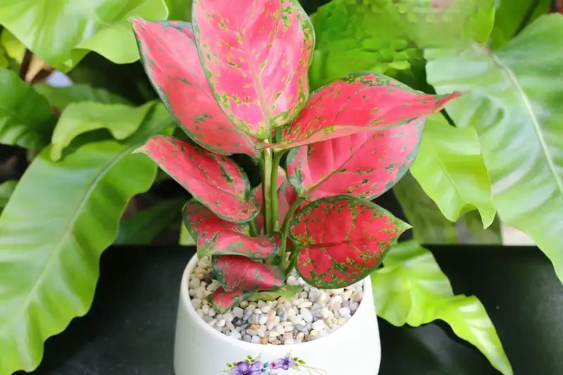 Đặc điểm và ý nghĩa phong thủy của cây vạn lộc