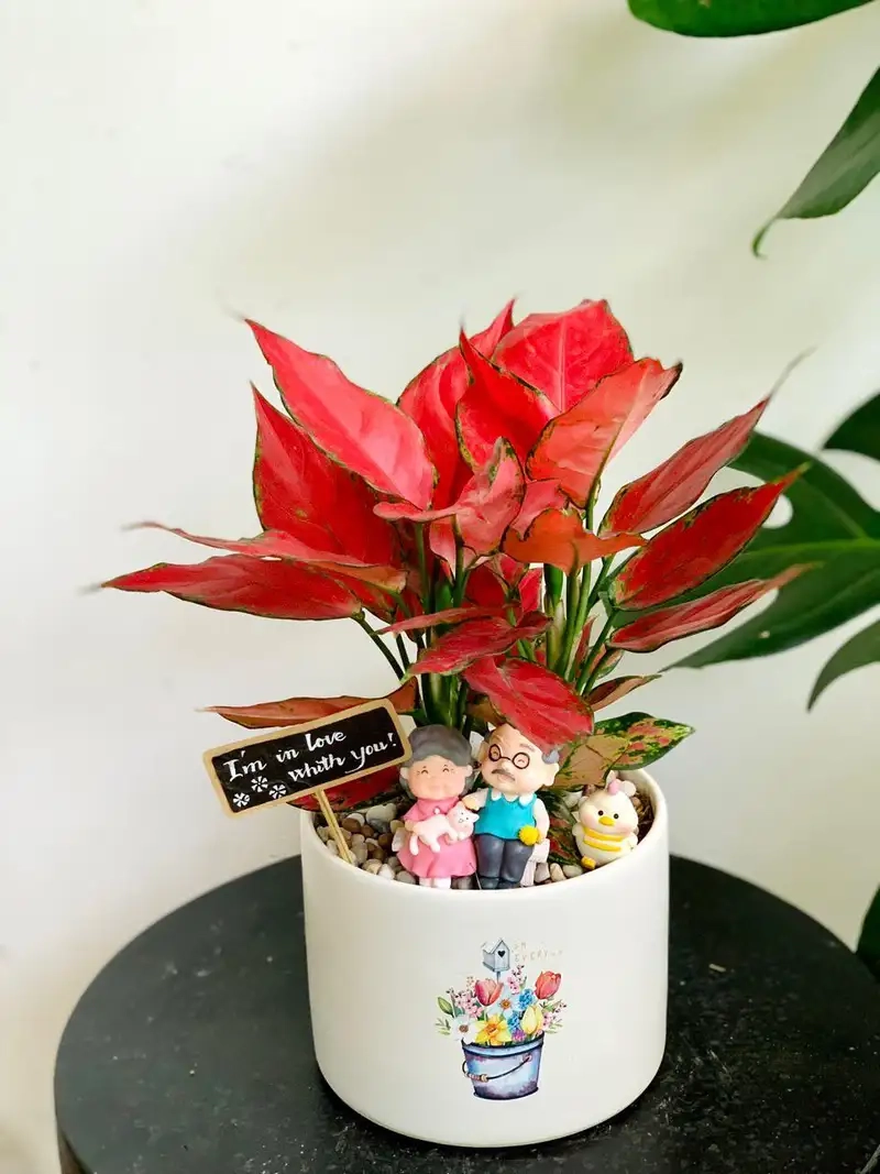 Hoa Cây vạn lộc đại lộc mang may mắn