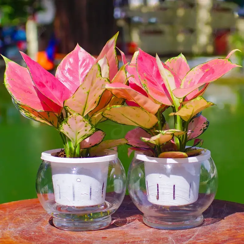 Khám phá ý nghĩa Cây vạn lộc đỏ may mắn