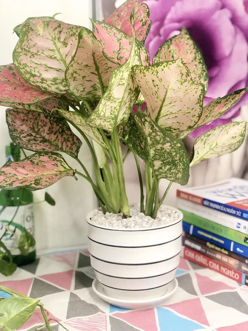 Chọn Cây vạn lộc làm cây phong thủy may mắn