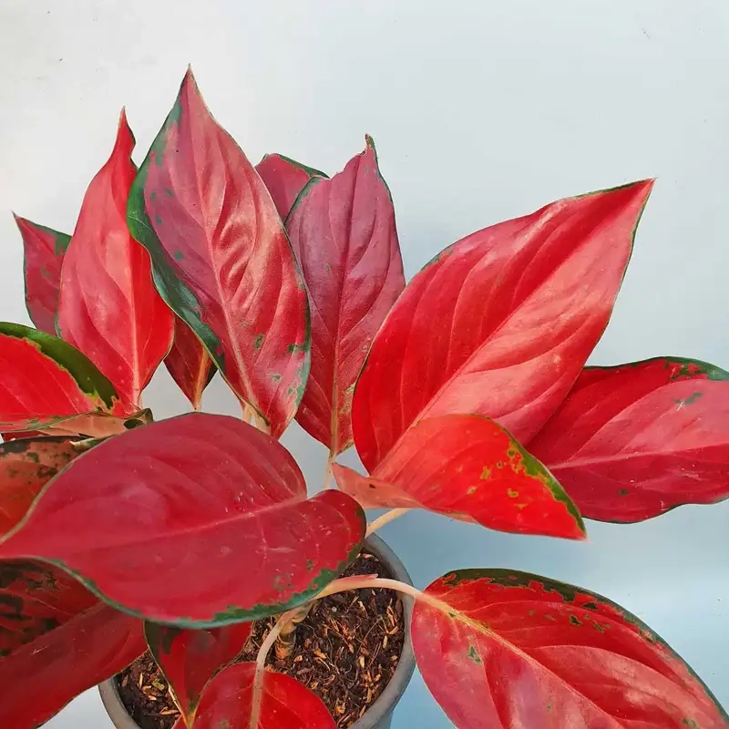 Trồng Cây vạn lộc phong thủy thu hút tài lộc