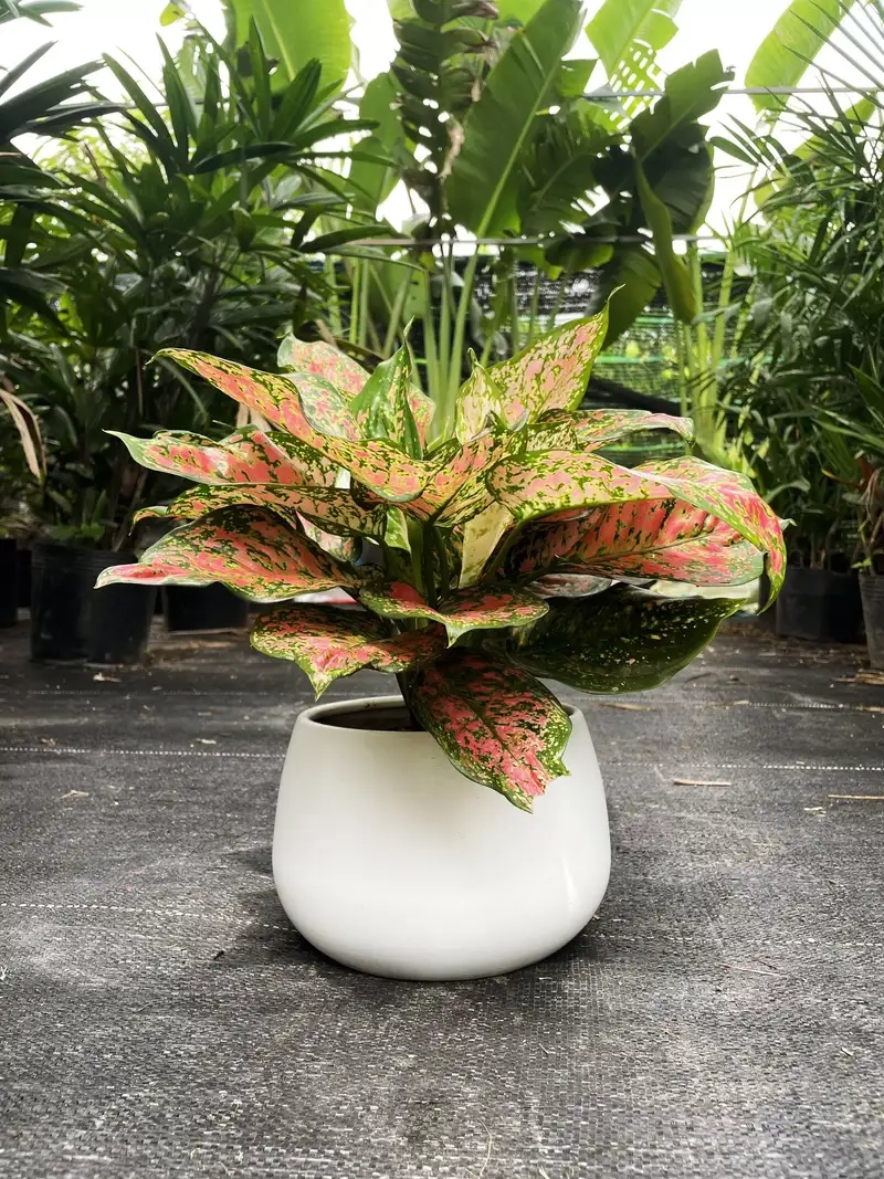 Kinh nghiệm chọn và trồng cây vạn lộc