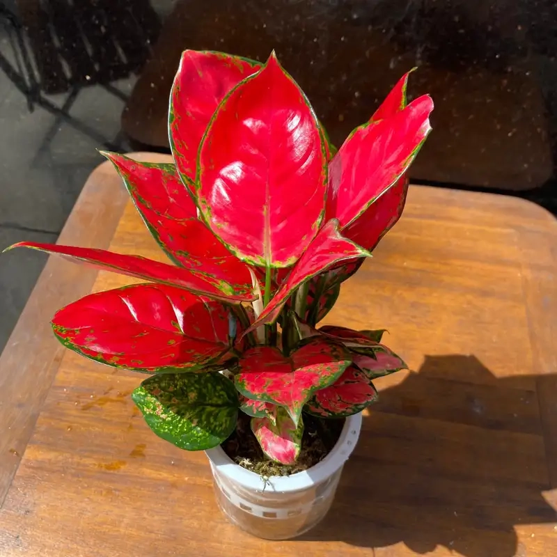 Hướng dẫn chăm sóc cây vạn lộc đơn giản