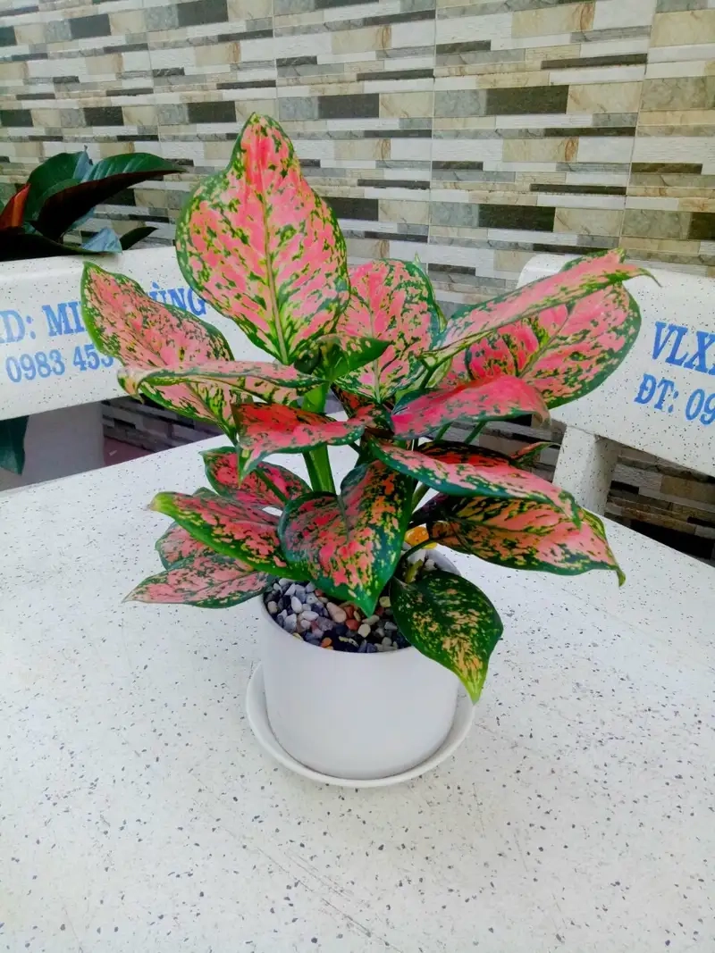 Khám phá hình ảnh Cây vạn lộc đẹp mắt