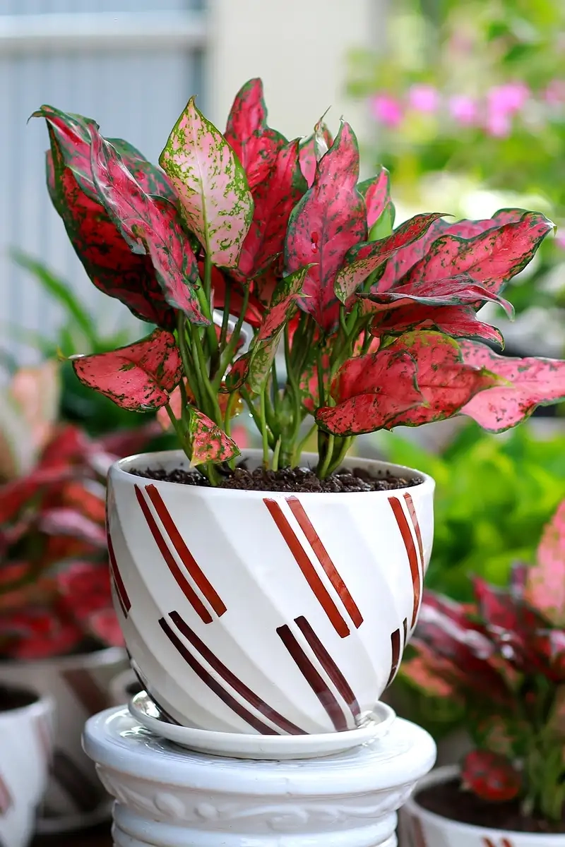 Ngắm hoa Cây vạn lộc rực rỡ sắc đỏ