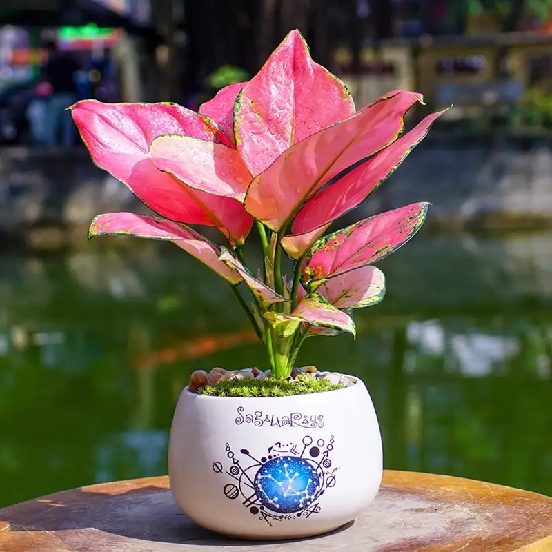 Xem hình ảnh Cây vạn lộc đầy sức sống