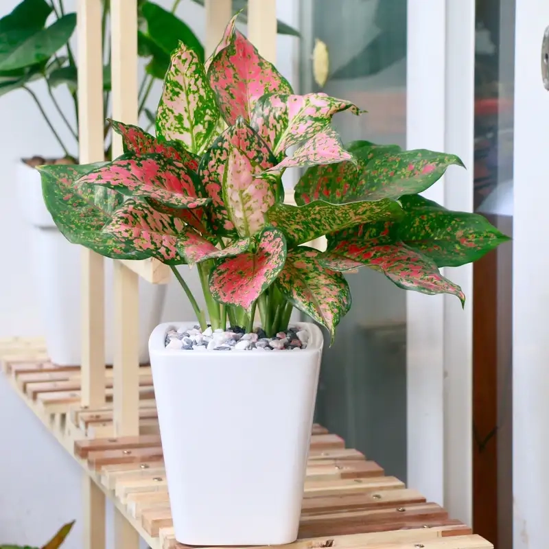 Tìm hiểu ý nghĩa Cây vạn lộc đỏ may mắn