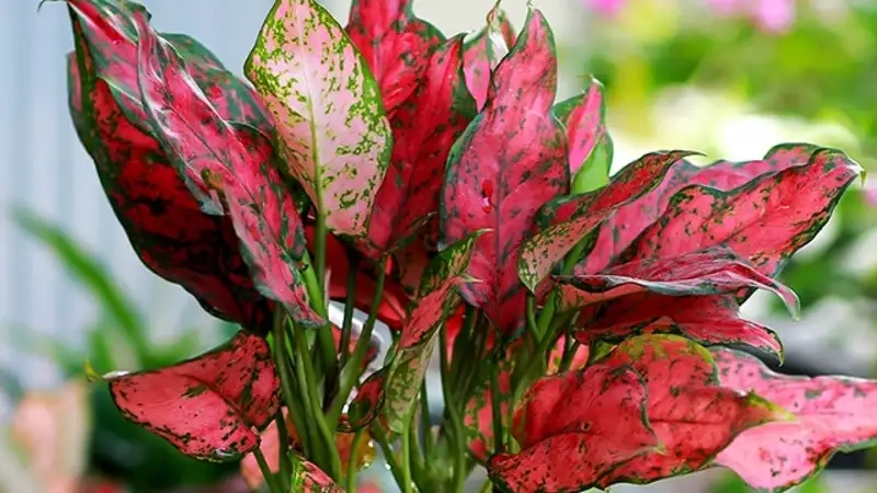 Hoa Cây vạn lộc nở rực rỡ thu hút tài lộc