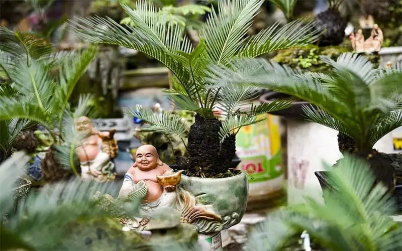 Khám phá ý nghĩa cây vạn tuế tốt lành