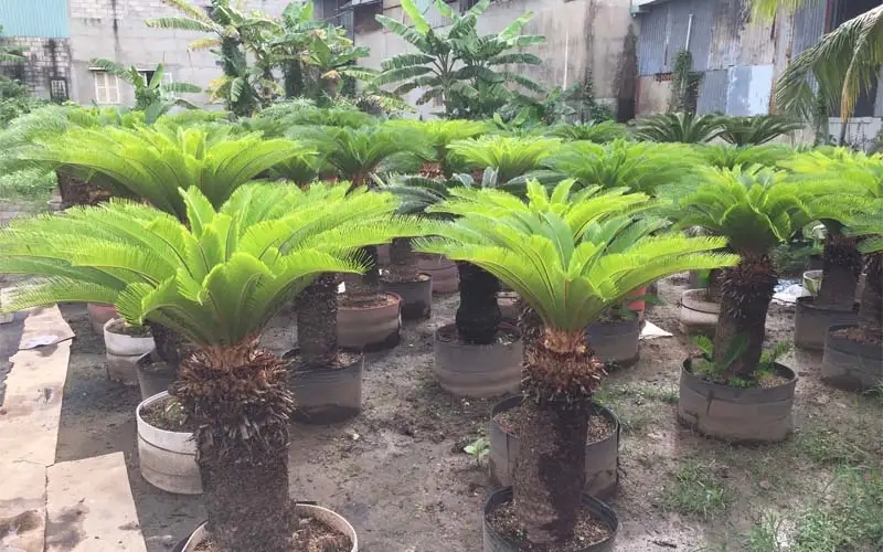Ngắm hình cây vạn tuế xanh mát đẹp