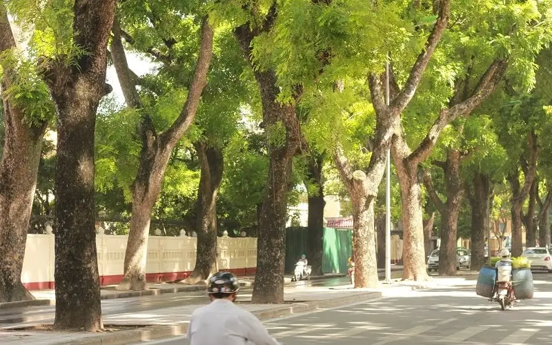 Đặc điểm và giá trị của cây xà cừ