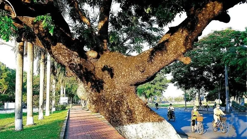 Khám phá những hình ảnh cây xà cừ xanh mát tuyệt đẹp
