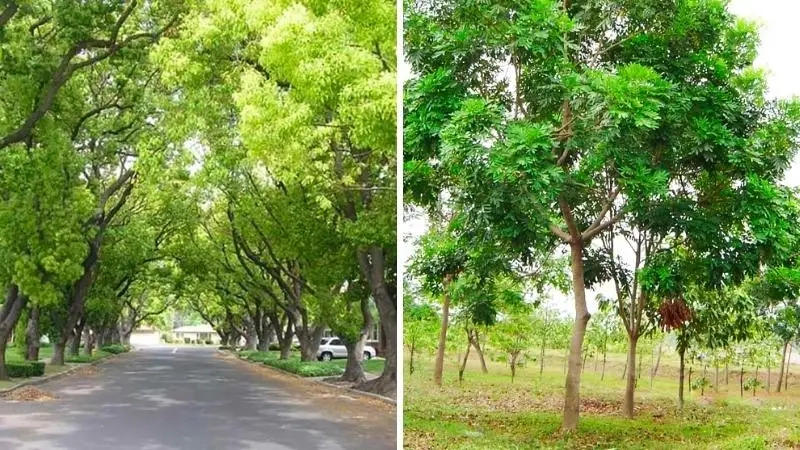 Chiêm ngưỡng lá cây xà cừ tươi tốt quanh năm