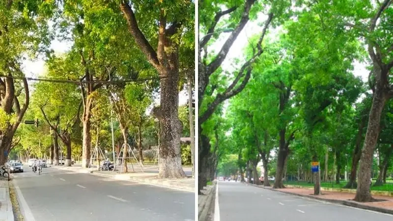 Tìm hiểu gỗ cây xà cừ chắc bền dùng lâu dài