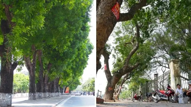 Khám phá quả cây xà cừ hình dáng độc đáo