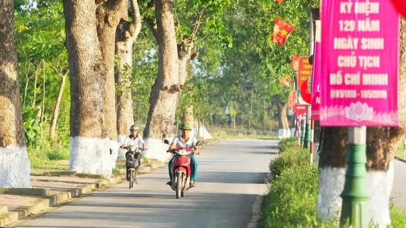 Ngắm nhìn cây xà cừ cổ thụ hàng trăm tuổi