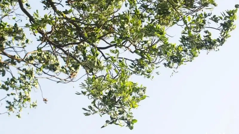 Trải nghiệm cây xà cừ bóng mát trong công viên