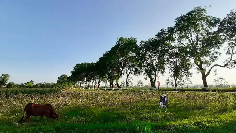 Tham khảo cây xà cừ trồng ven đường đẹp mắt