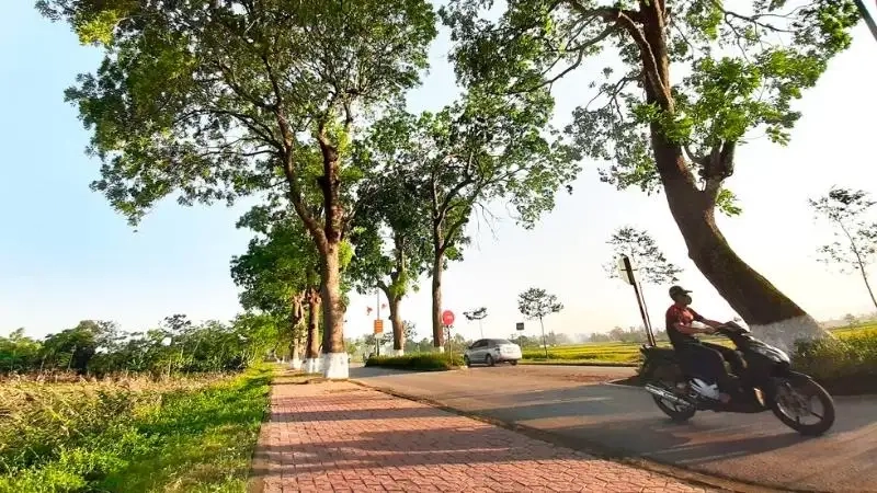 Khám phá tác dụng cây xà cừ với đời sống