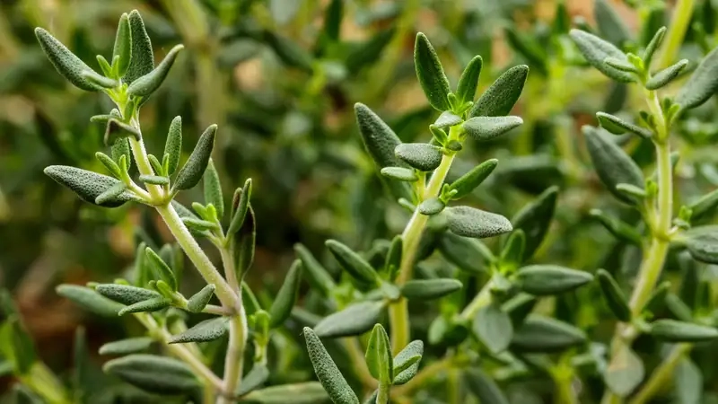 Sự kết hợp hoàn hảo cây hương thảo và xạ hương cho vườn