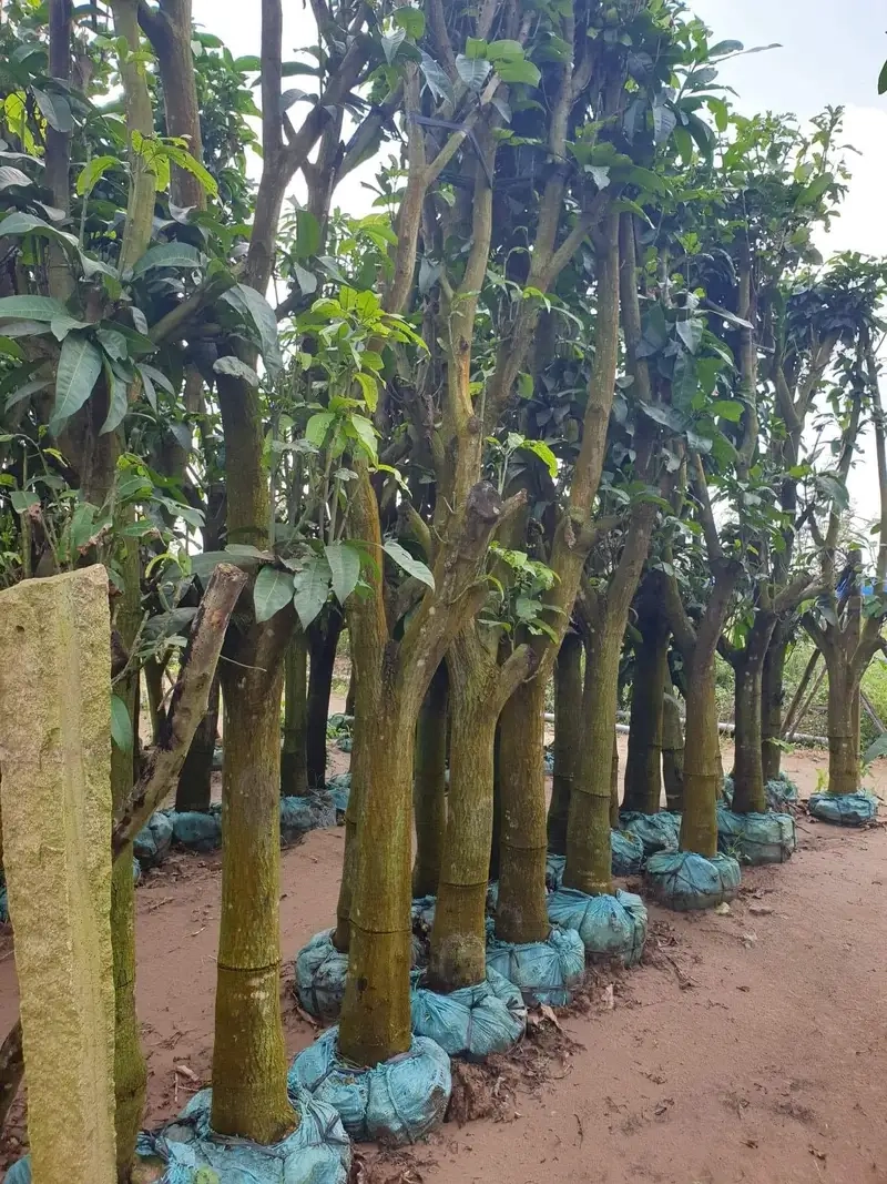 Cây xoài ăn trái cho trái ngọt thơm quanh năm