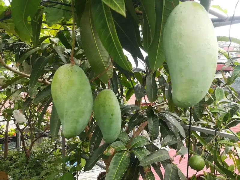 Kinh Nghiệm Trồng Và Chăm Sóc Cây Xoài