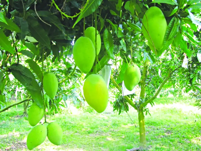 Cây xoài giống chuẩn chất lượng cho trái ngọt thơm