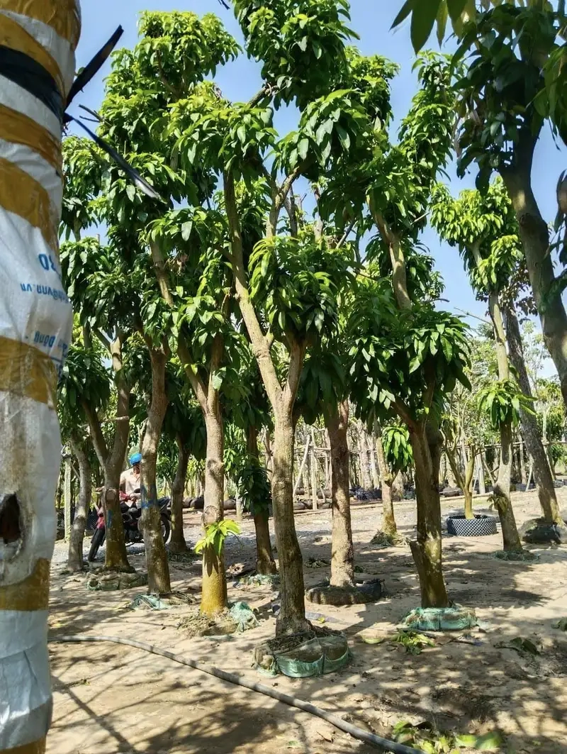 Cây xoài con trồng chậu dễ chăm sóc cho sân vườn