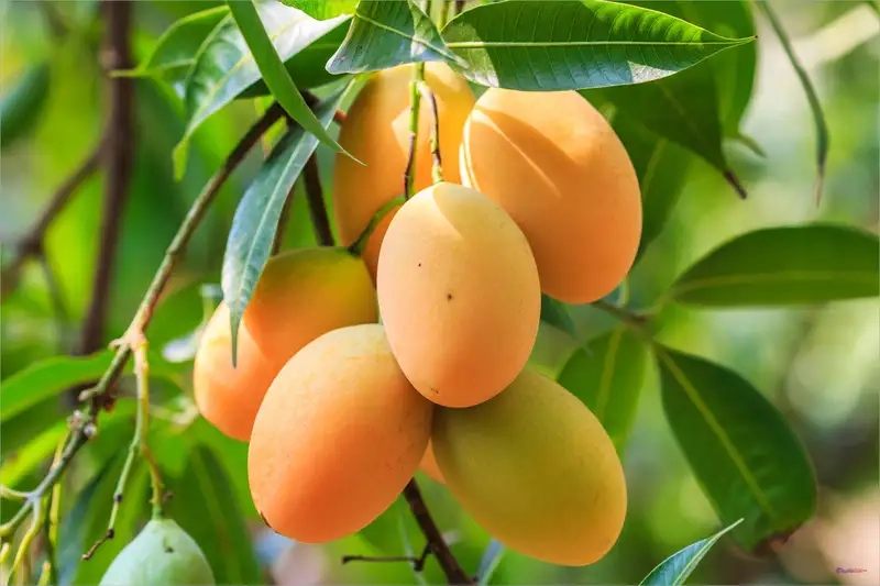 Cây xoài ghép ra hoa sớm sai quả quanh năm