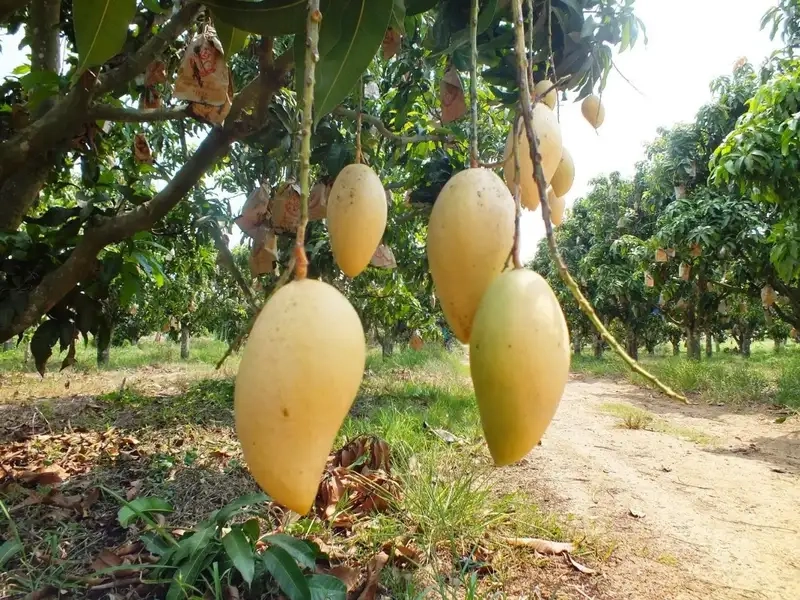 Cây xoài ra trái quanh năm cho trái ngọt ổn định