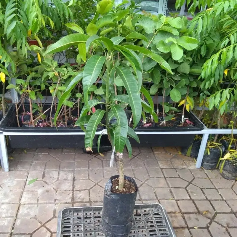 Cây xoài cảnh xanh tươi tô điểm không gian sống
