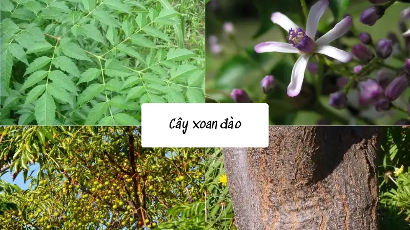 Đặc điểm nổi bật và công dụng cây xoan đào