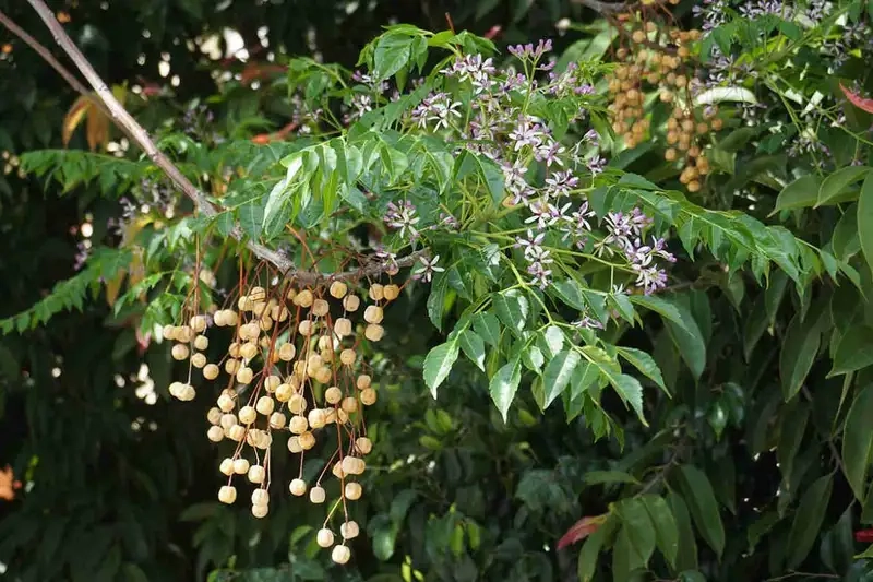 Kinh nghiệm trồng và chăm sóc cây xoan đào