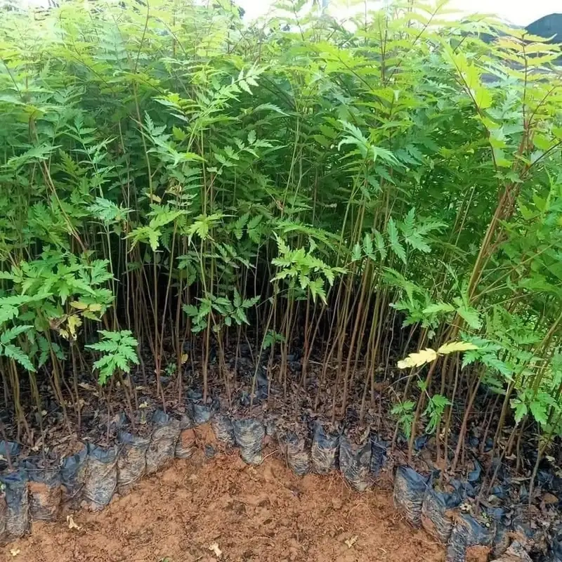 Cây xoan đào hướng dẫn cách trồng cây xoan đào hiệu quả