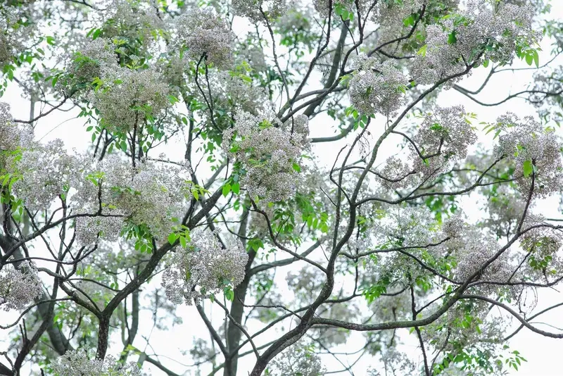 Khám phá cây xoan đào những đặc điểm cây xoan đào nổi bật