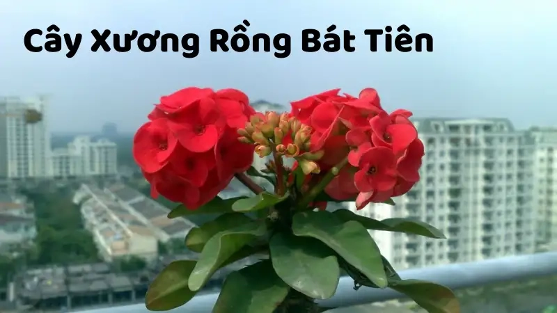 Giới thiệu về cây Xương Rồng Bát Tiên