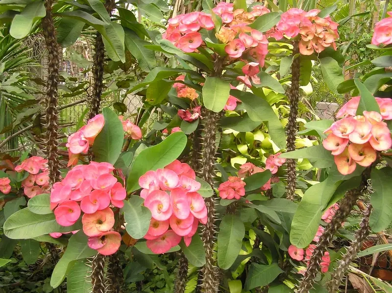 Cây hoa xương rồng bát tiên nở hoa rực rỡ mùa hè